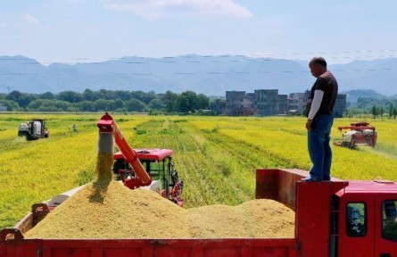 湖南常寧：25萬余畝水稻陸續(xù)成熟 金黃一片“豐”景如畫