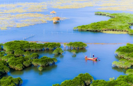 物種故事|紅樹林：綠色長城 海岸衛(wèi)士