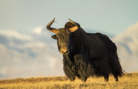 青?！た煽晌骼飮壹壸匀槐Ｗo區(qū)