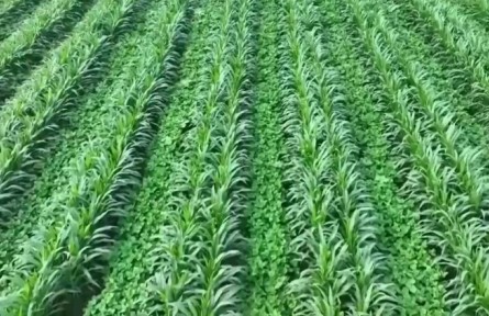 人機(jī)飛防統(tǒng)防統(tǒng)治 穩(wěn)糧增豆保豐收