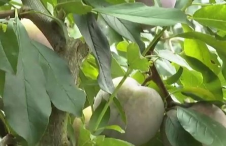 福建永泰：芙蓉李采摘正當(dāng)時(shí)