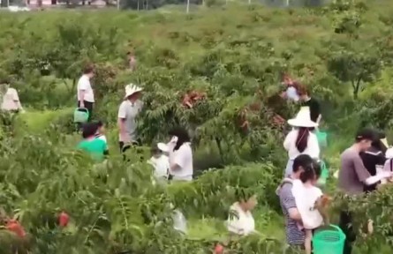 江西宜春：黃桃迎來豐收季 甜蜜產(chǎn)業(yè)結(jié)出致富“金果”