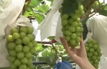四川：彭山兩萬余畝葡萄迎來豐收采摘季