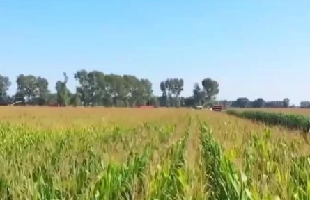 河南安陽：“智慧”夏管助秋糧穩(wěn)產高產