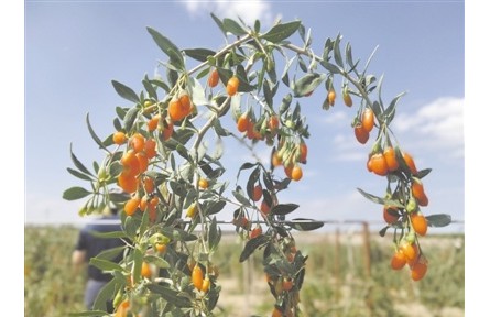 小紅果迸發(fā)大能量 寧夏枸杞產(chǎn)業(yè)沖向“五百億”目標(biāo)