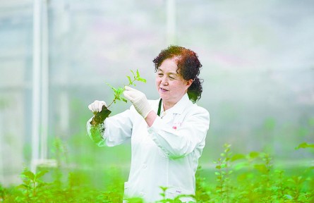 傾情山與城 只為綠與香——記青海省西寧市林業(yè)科學研究所所長張錦梅