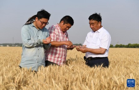 牢記囑托建新功|帶領鄉(xiāng)親們多種糧、種好糧