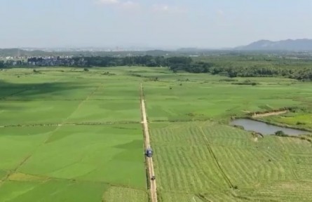 【在希望的田野上】落實關(guān)鍵措施 助力秋糧抗災(zāi)奪豐收