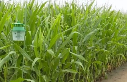 各地落實(shí)關(guān)鍵措施 助力秋糧抗災(zāi)奪豐收