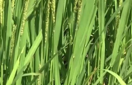 吉林松原：水稻迎來成熟關鍵時期 稻蟹共養(yǎng)促增收