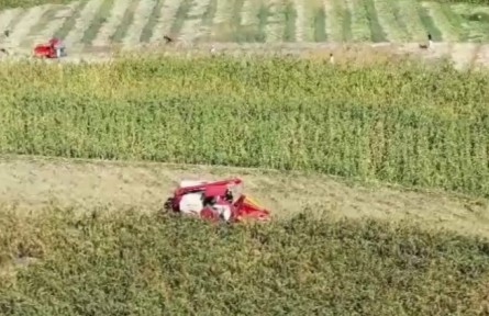 貴州仁懷：30萬(wàn)畝高粱豐收 高標(biāo)準(zhǔn)生產(chǎn)促農(nóng)增收