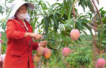 豐收故事 | 云南永仁：芒果飄香陽光城