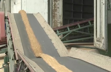 中儲(chǔ)糧：早秈稻輪換收購已完成7成