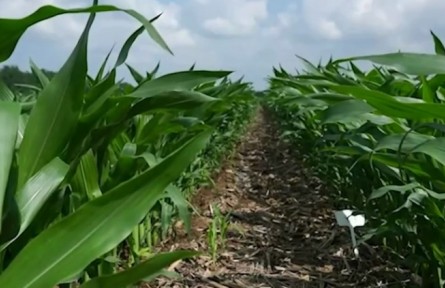 聚焦黑土地“體檢” 調(diào)查黑土地地表基質(zhì) 實現(xiàn)耕地精細(xì)化保護(hù)