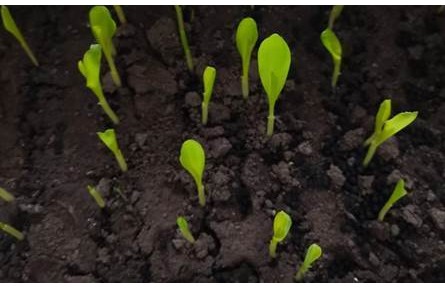 科普 | 保護(hù)東北黑土，守好中國“飯碗”！