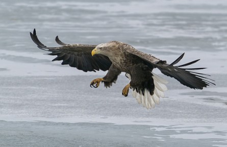 物種故事 | 白尾海雕：大型猛禽中的幸運(yùn)兒