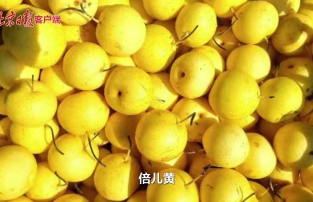 二十四節(jié)氣｜處暑秋梨最養(yǎng)人，京白梨采摘正當時
