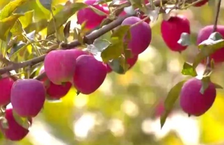 新疆阿克蘇：香妃海棠壓枝低 迎來豐收助增收