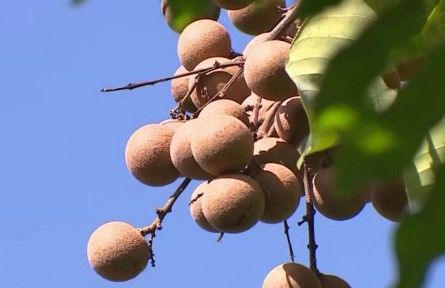 福建莆田：龍眼陸續(xù)成熟開始采摘