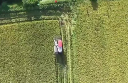 【在希望的田野上】秋糧生產(chǎn)進入中后期 多舉措穩(wěn)產(chǎn)保豐收