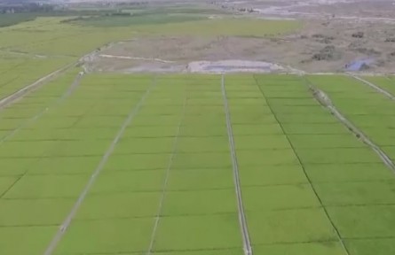 新疆阿克蘇：水稻科學化管理 提升品質穩(wěn)產(chǎn)增收