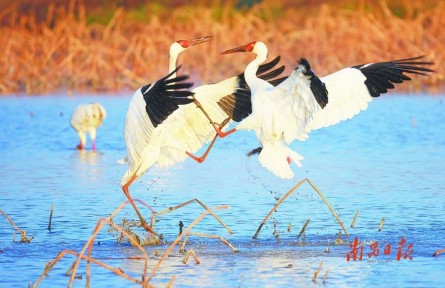 城市有濕地 生活多詩(shī)意——“江西南昌濕地有多美”