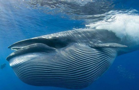 物種故事 | 藍(lán)鯨：地球上現(xiàn)存最大的動(dòng)物