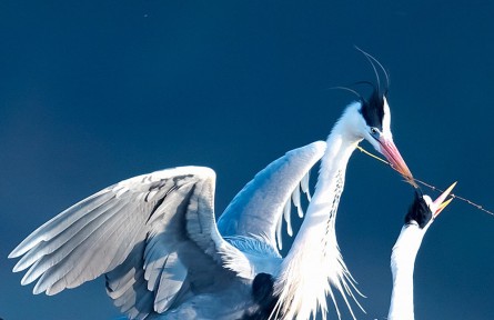 物種故事 | 蒼鷺：“脖細(xì)嘴長筋骨瘦，披蓑赤腳老漁翁”