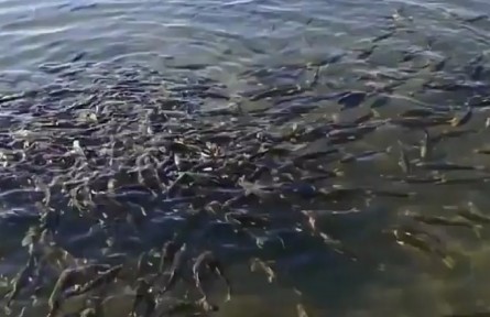 青海2022年累計增殖放流各種魚類2185萬尾