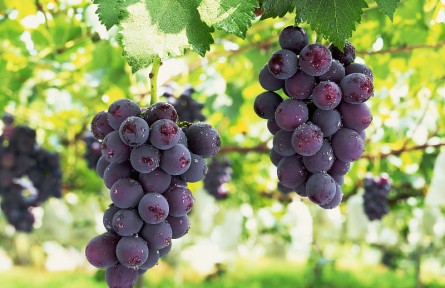 辟謠 | 無籽葡萄用了激素吃不得？葡萄“白霜”是殘留農(nóng)藥？來看解答