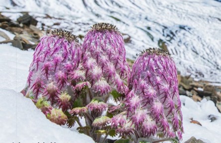 物種故事 | 水母雪兔子：高等植物生存最高海拔紀(jì)錄保持家族成員