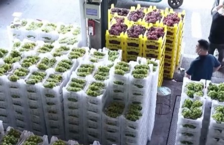 浙江嘉興：大量應(yīng)季水果上市 供應(yīng)充足價格穩(wěn)