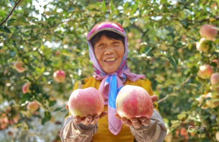 山東青島膠州市鋪集鎮(zhèn)：碩果累累滿枝頭 豐收時(shí)節(jié)果農(nóng)忙