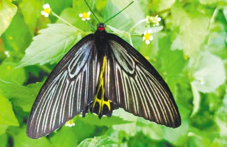 物種故事 | 金裳鳳蝶：金光燦燦 華貴美麗