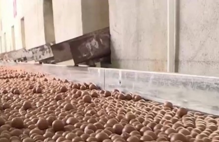 云南臨滄：堅果豐收 帶動種植戶致富