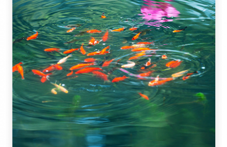 名言 | 諸葛亮：人之忠也，猶魚之有淵