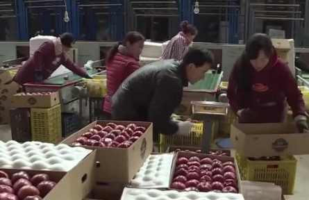 甘肅天水：電商+寄遞物流 助力蘋果產(chǎn)業(yè)發(fā)展