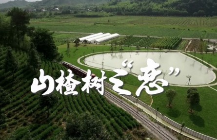 返鄉(xiāng)創(chuàng)業(yè)大學(xué)生朱義迪：山楂樹(shù)之“戀”