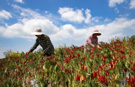 縣融記者：正是金秋豐收時(shí)
