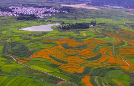 云南大理洱源：花田交錯(cuò)的美景宛如大地“調(diào)色盤”