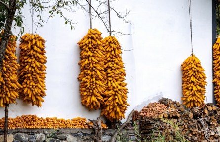 重慶城口：秋風(fēng)起 曬秋忙