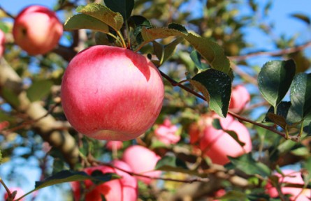 山東省威海市：發(fā)展精致農業(yè) 深耕優(yōu)勢產業(yè)