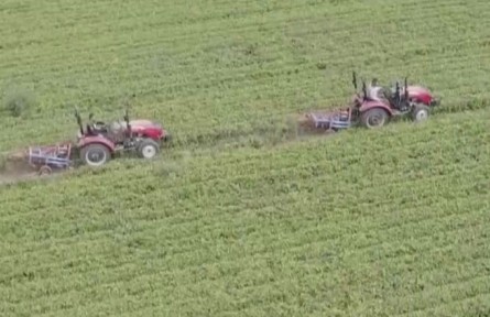 河北故城：千畝高油酸花生喜獲豐收 小花生結出致富“金豆豆”