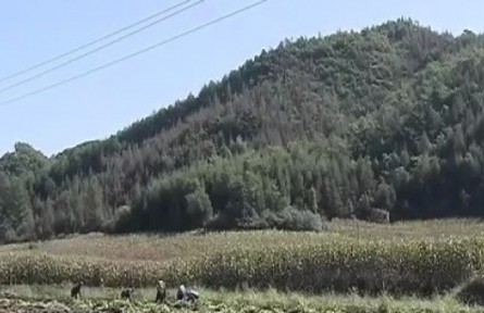 遼寧本溪錦州：加快種植業(yè)結構調整 拓展農民致富新渠道