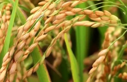 豐收節(jié)里話豐收：我國(guó)早稻面積和產(chǎn)量均實(shí)現(xiàn)增加