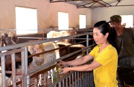 鄭嵐：“女羊倌”成致富路上“領(lǐng)頭羊”