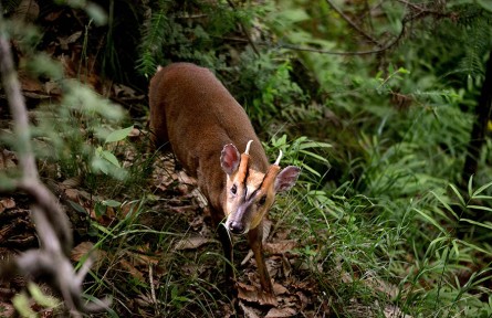 物種故事 | 小麂：動物界的“跨欄”高手