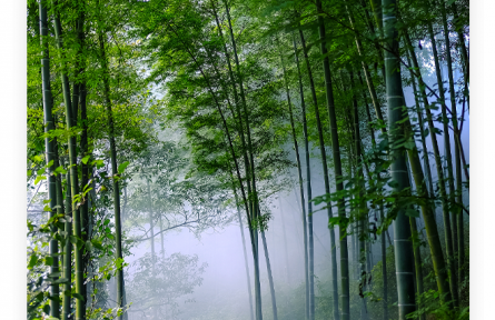 名言 | 白居易：竹本固，固以樹德，君子見其本，則思善建不拔者