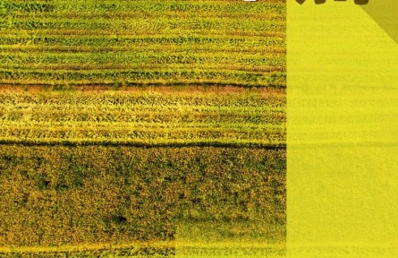 農(nóng)民朋友們！過節(jié)了！