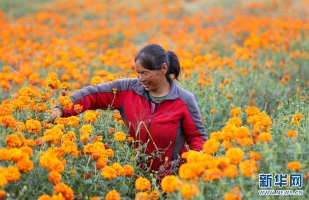 云南昆明祿勸：萬壽菊花開，群眾錢包鼓起來